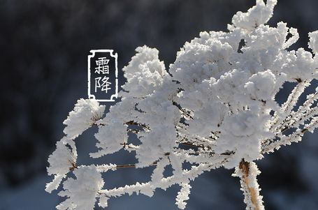 今日霜降 _ 露凝為霜知霜降，滴酒品后知濃香96.png